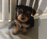 Small Photo #4 Yorkshire Terrier Puppy For Sale in MONETA, VA, USA