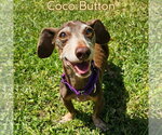 Small #5 Dachshund