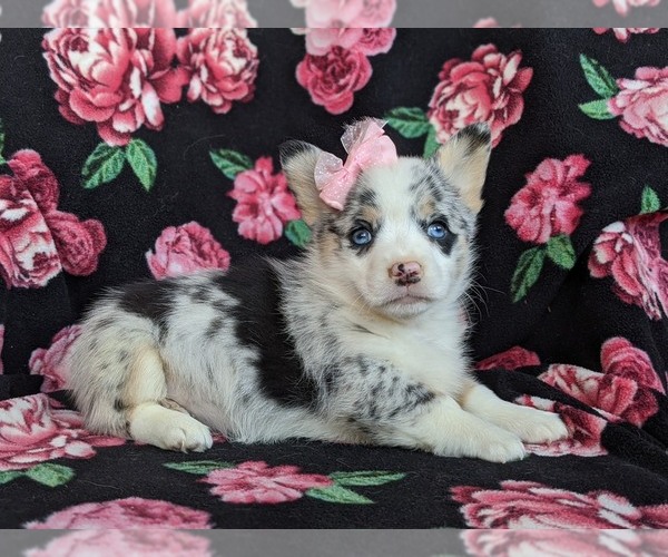 Medium Photo #5 Pembroke Welsh Corgi Puppy For Sale in GLEN ROCK, PA, USA