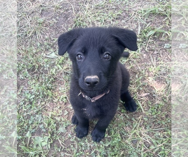 Medium Photo #1 German Shepherd Dog Puppy For Sale in WEST POINT, VA, USA