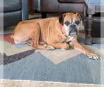 Small Boxer
