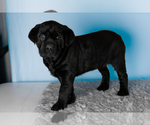 Puppy Bonnie Cane Corso