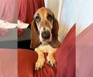 Basset Hound Dogs for adoption in Carrollton, TX, USA