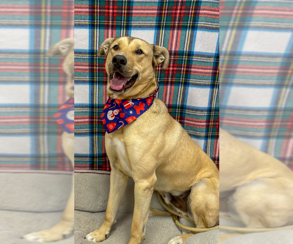 Medium Photo #7 German Shepherd Dog-Huskies  Mix Puppy For Sale in Bolivar, MO, USA