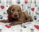 Small #3 Goldendoodle