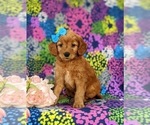 Small Photo #1 Goldendoodle (Miniature) Puppy For Sale in DELTA, PA, USA
