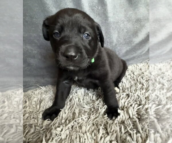 Medium Photo #2 Labrador Retriever-Unknown Mix Puppy For Sale in OKLAHOMA CITY, OK, USA