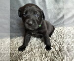 Small #1 Labrador Retriever Mix