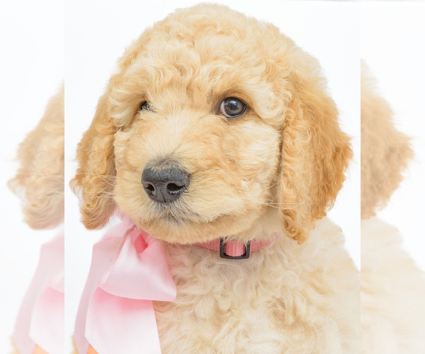 Medium Photo #2 Poodle (Standard) Puppy For Sale in CEDAR CITY, UT, USA