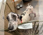 Small Photo #7 Great Dane-Poodle (Standard) Mix Puppy For Sale in Stratham, NH, USA