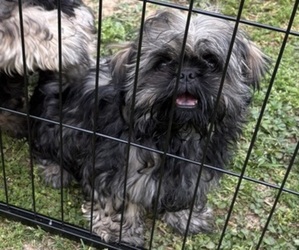 Shih Tzu Puppy for sale in FAIRVIEW, TN, USA