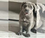 Small #1 Cane Corso