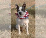 Small #2 American Bulldog Mix