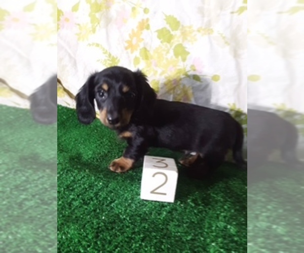 Medium Photo #1 Dachshund Puppy For Sale in SCOTTVILLE, MI, USA