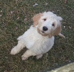 Goldendoodle Puppy for sale in PHELPS, NY, USA