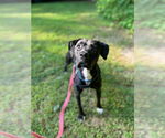 Small #10 American Pit Bull Terrier-Labrador Retriever Mix