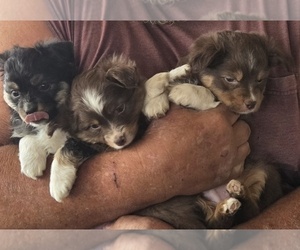Miniature Australian Shepherd Puppy for sale in SHALLOWATER, TX, USA
