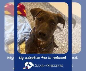 Treeing Walker Coonhound-Unknown Mix Dogs for adoption in Brewster, MA, USA