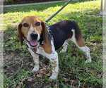 Small #1 Beagle