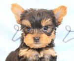Small #41 Yorkshire Terrier