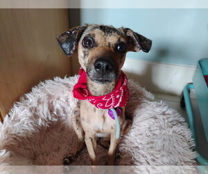 Chihuahua-Unknown Mix Dogs for adoption in Aurora, CO, USA