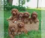 Small #1 Goldendoodle (Miniature)