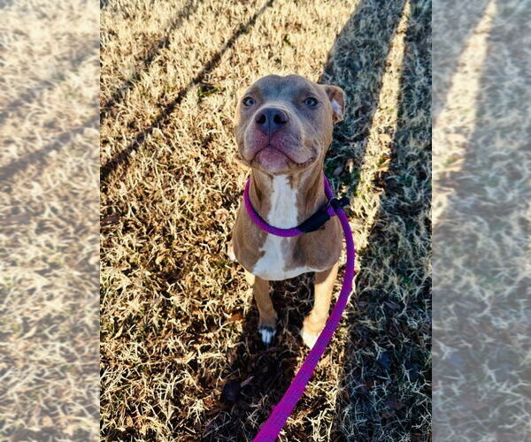 Medium Photo #2 Mutt Puppy For Sale in Glen Allen, VA, USA