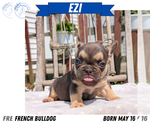 Small Photo #22 French Bulldog Puppy For Sale in GOSHEN, IN, USA