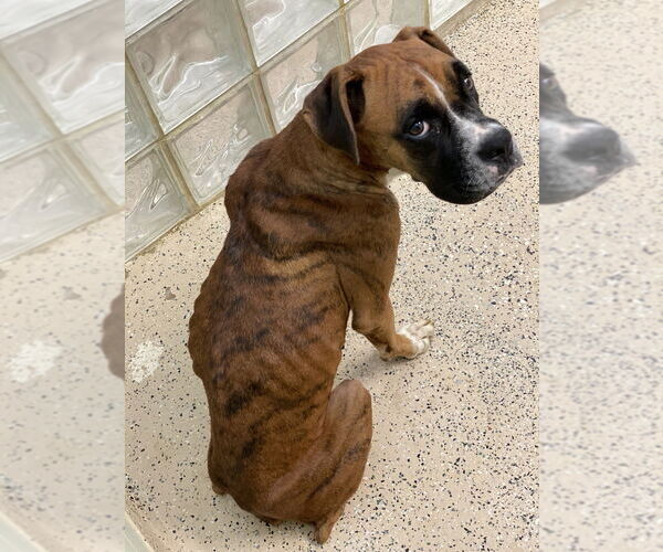 Medium Photo #4 Boxer Puppy For Sale in Austin, TX, USA