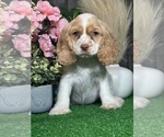 Small #4 Cocker Spaniel