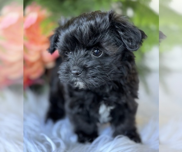 Medium Photo #7 Morkie Puppy For Sale in ROCK STREAM, NY, USA