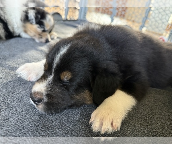 Medium Photo #9 Australian Shepherd Puppy For Sale in GREER, SC, USA