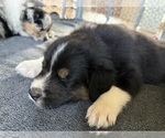 Small Photo #9 Australian Shepherd Puppy For Sale in GREER, SC, USA