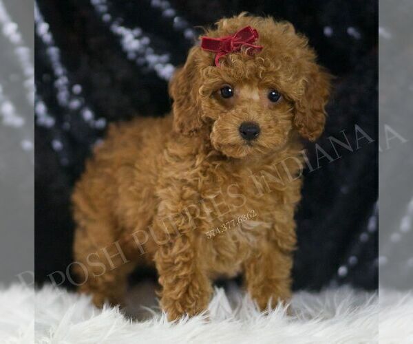 Medium Photo #109 Poodle (Miniature) Puppy For Sale in WARSAW, IN, USA