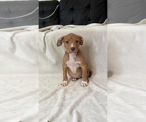 American Bully Puppy for sale in MAPLE HEIGHTS, OH, USA