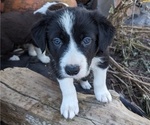 Small Photo #20 Border Collie Puppy For Sale in HARRISON, ID, USA