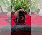 Small #5 ShihPoo