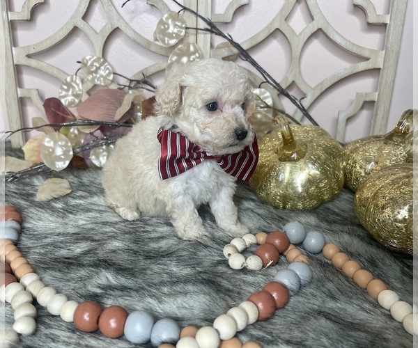 Medium Photo #1 Poodle (Toy) Puppy For Sale in MORRIS CHAPEL, TN, USA