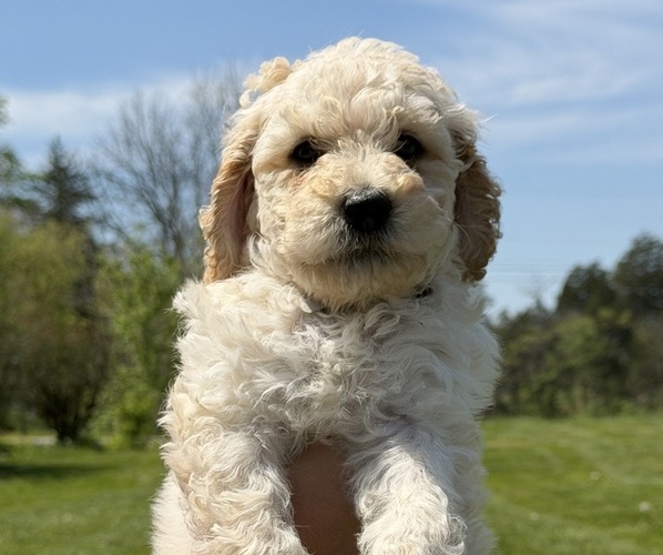 Medium Photo #1 Goldendoodle mix (+ Poodle Standard) Puppy For Sale in MAYNARDVILLE, TN, USA
