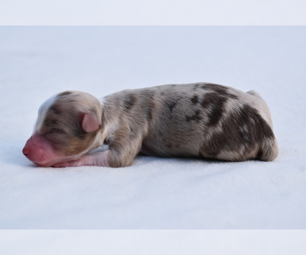 Medium Photo #1 Miniature Australian Shepherd Puppy For Sale in PALM COAST, FL, USA