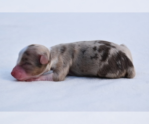 Miniature Australian Shepherd Puppy for sale in PALM COAST, FL, USA