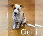 Small #2 Red Heeler Mix