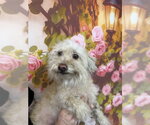 Small Poodle (Miniature)
