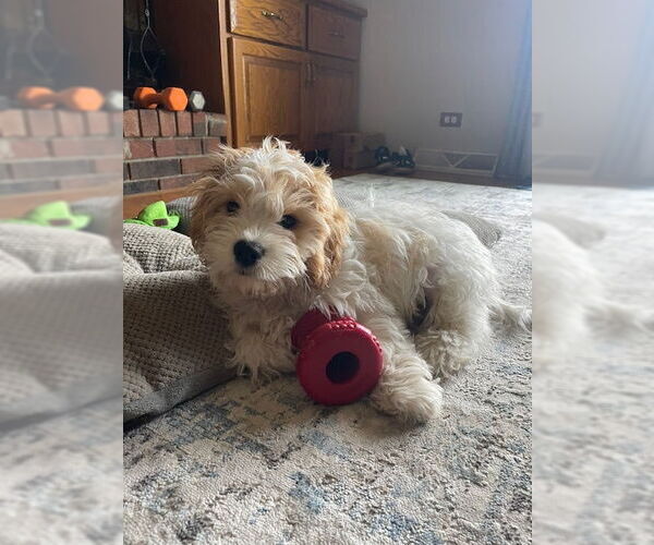 Medium Photo #3 Cavalier King Charles Spaniel Puppy For Sale in Wheaton, IL, USA
