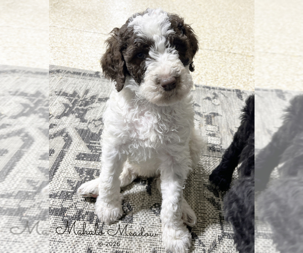 Medium Photo #2 Poodle (Standard) Puppy For Sale in SUFFOLK, VA, USA