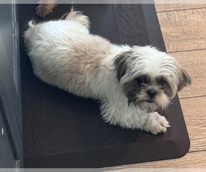 Mother of the Shorkie Tzu puppies born on 08/01/2026