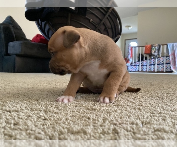 Medium Photo #9 American Bully Puppy For Sale in SAINT CHARLES, MO, USA