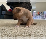 Small Photo #9 American Bully Puppy For Sale in SAINT CHARLES, MO, USA