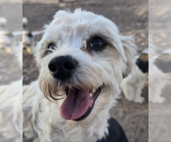Medium Photo #3 Poodle (Miniature)-Unknown Mix Puppy For Sale in Peralta, NM, USA