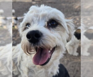 **LOLA - Read Bio Below - Female Shih-Poo Dog for Adoption - Photo #3